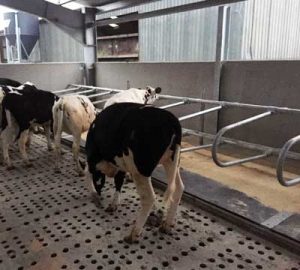 Calf Cubicle - Mayo Farm Systems